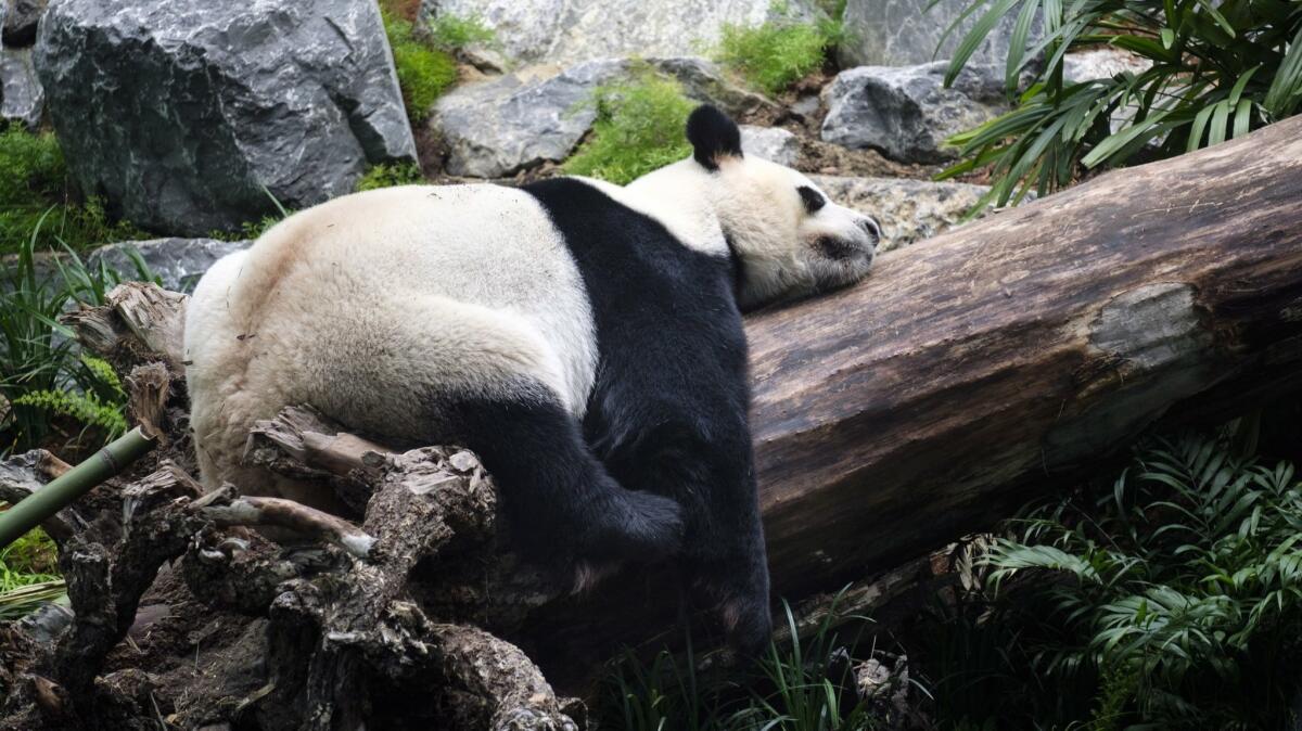 If you need a nap, do as our animals friends do and nap. But pull over. Da Mao, an adult male panda bear, sleeps as he's photographed at the Calgary, Canada, Zoo during the opening of its giant panda habitat on May 7.