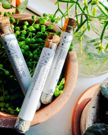 Three corked test tubes sit in a plant's pot