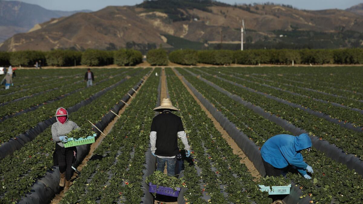 Los trabajadores agrícolas recogen fresas en un campo en Oxnard.