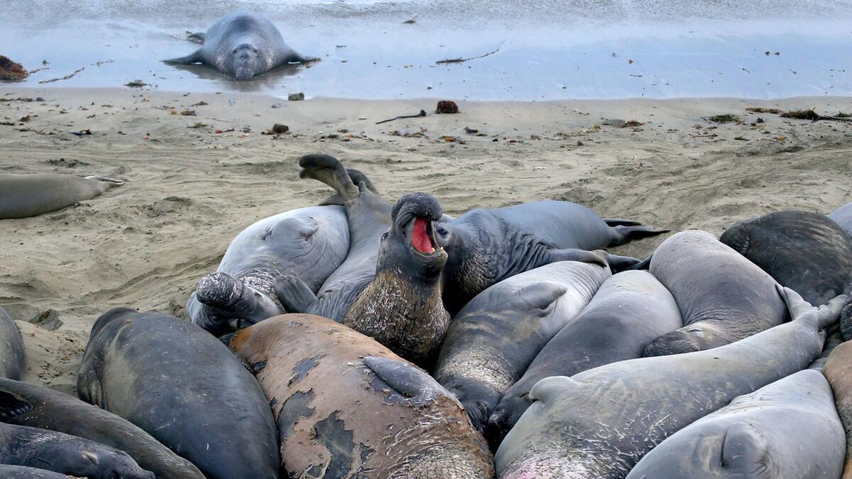 Elephant seals gather on the beach rookery at Piedras Blancas State Marine Reserve in San Simeon.