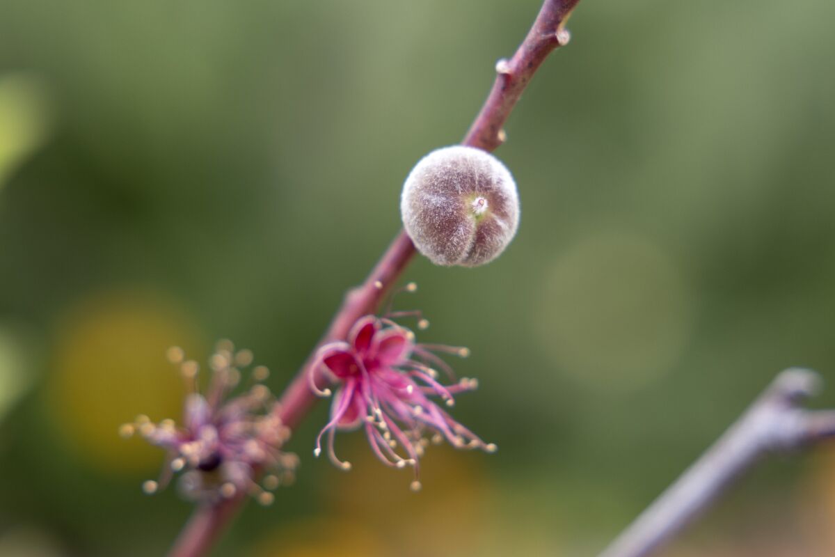 A Saturn peach plant.