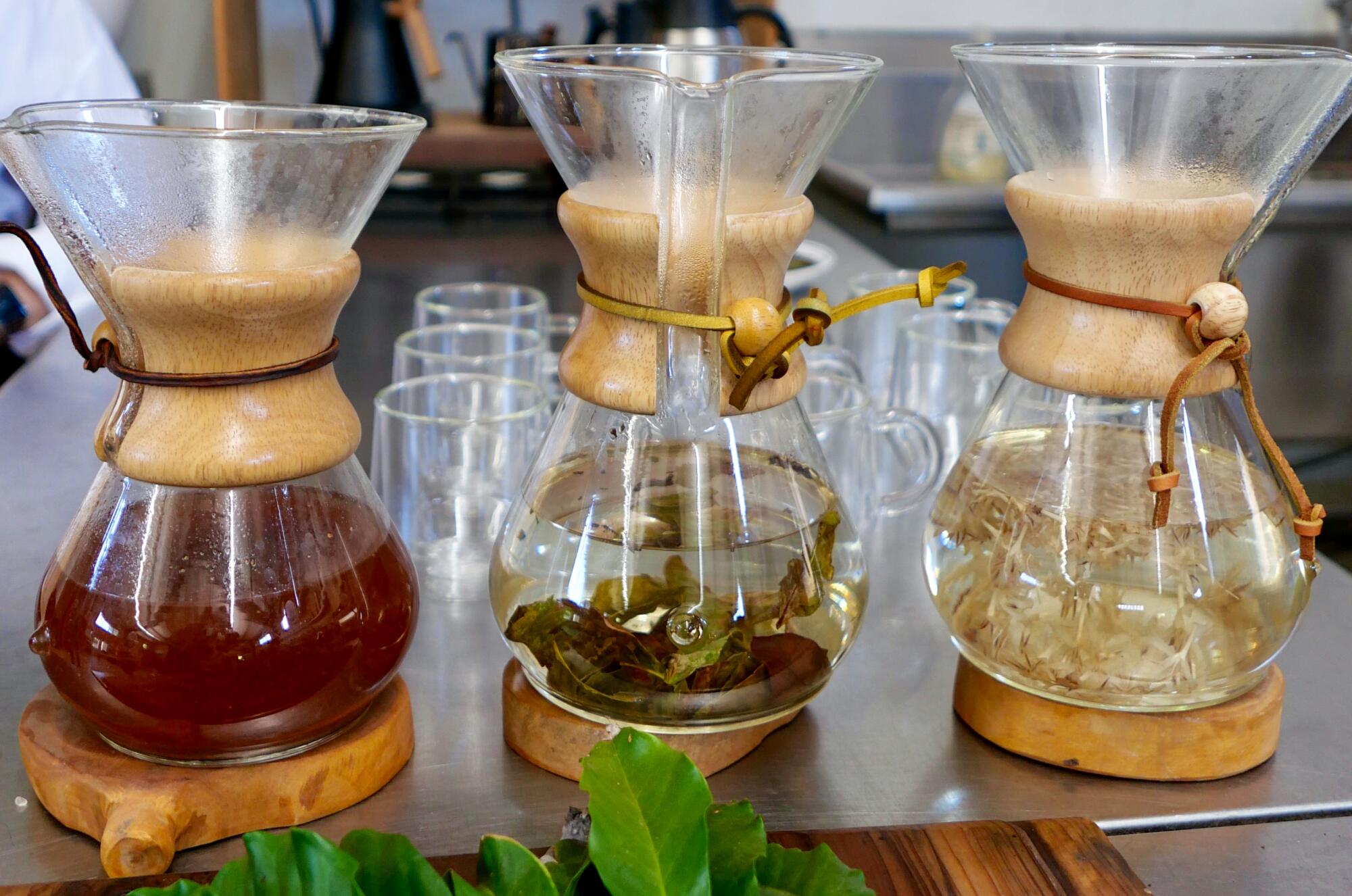 Various parts of the coffee plant, including leaves and flowers, in three brewed infusions.