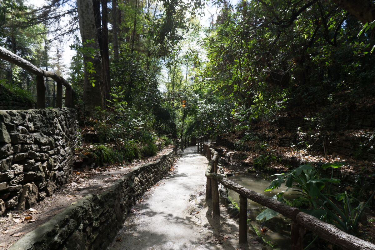 A path bordered by a wooden railing winds through tall trees.