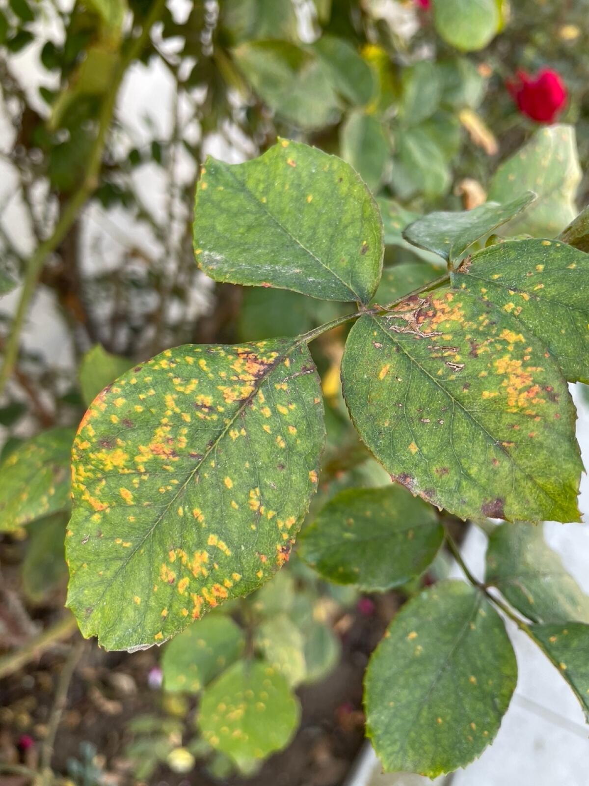 Yellow or orange spots on rose leaves make rust easy to identify.
