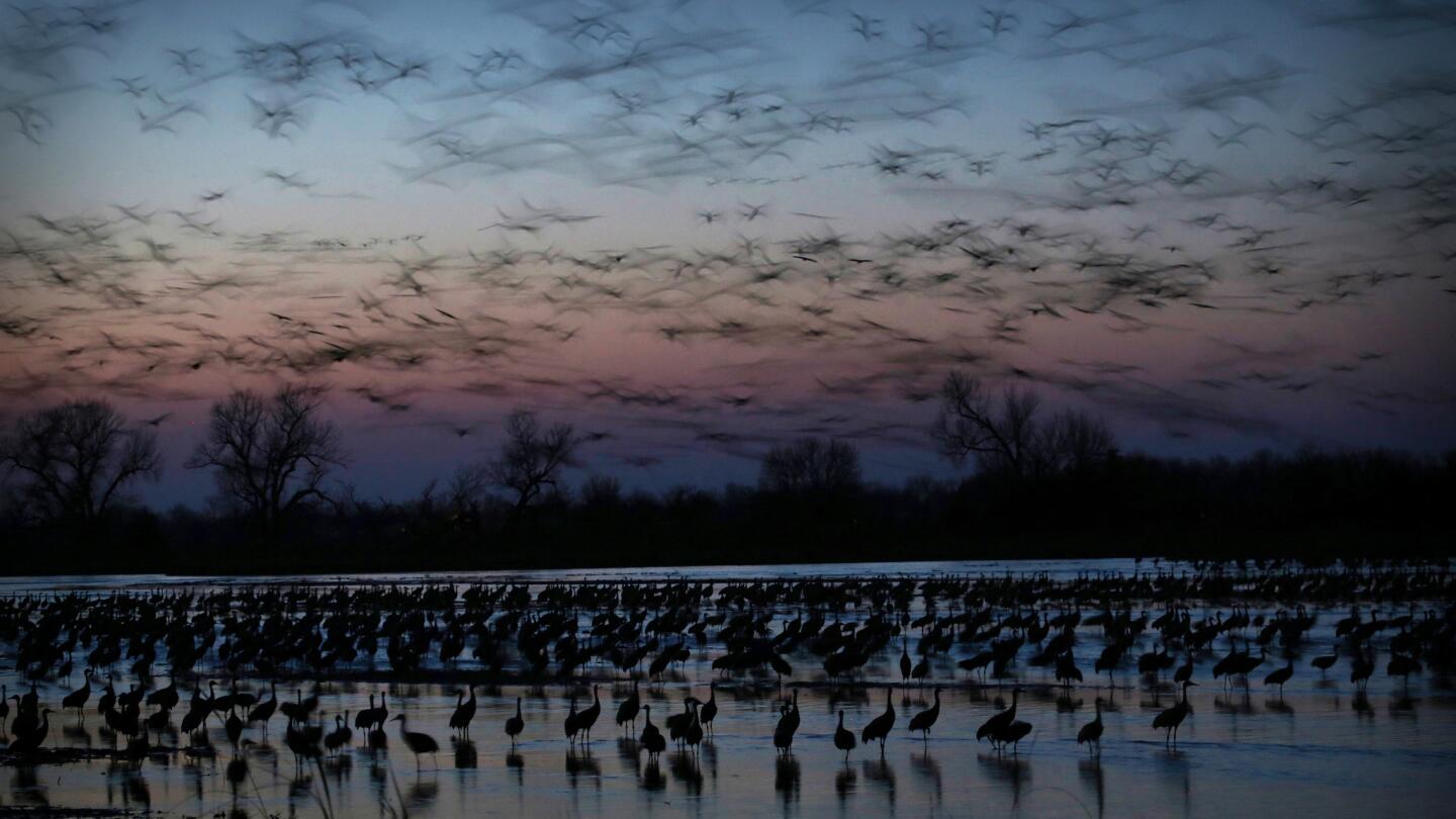 During their spring migration, sandhill cranes fly in at dusk to roost on the Platte River near Gibbon, Neb. March 29, 2013.
