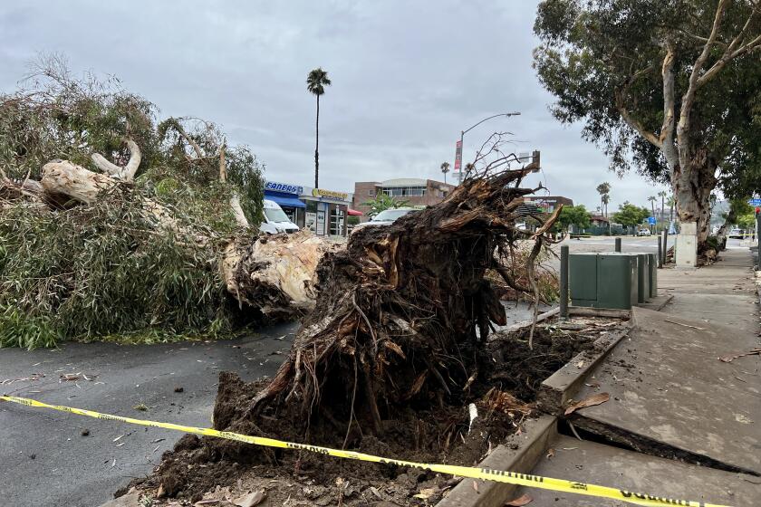 A eucalyptus tree fell on Pearl Street just west of La Jolla Boulevard.