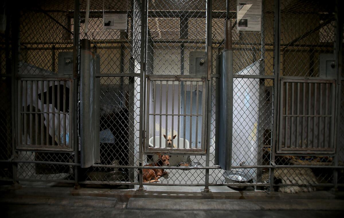 Dogs are housed in pens at the L.A. County animal shelter in Baldwin Park, one of the county's oldest and most overcrowded facilities, with the highest euthanasia rate.