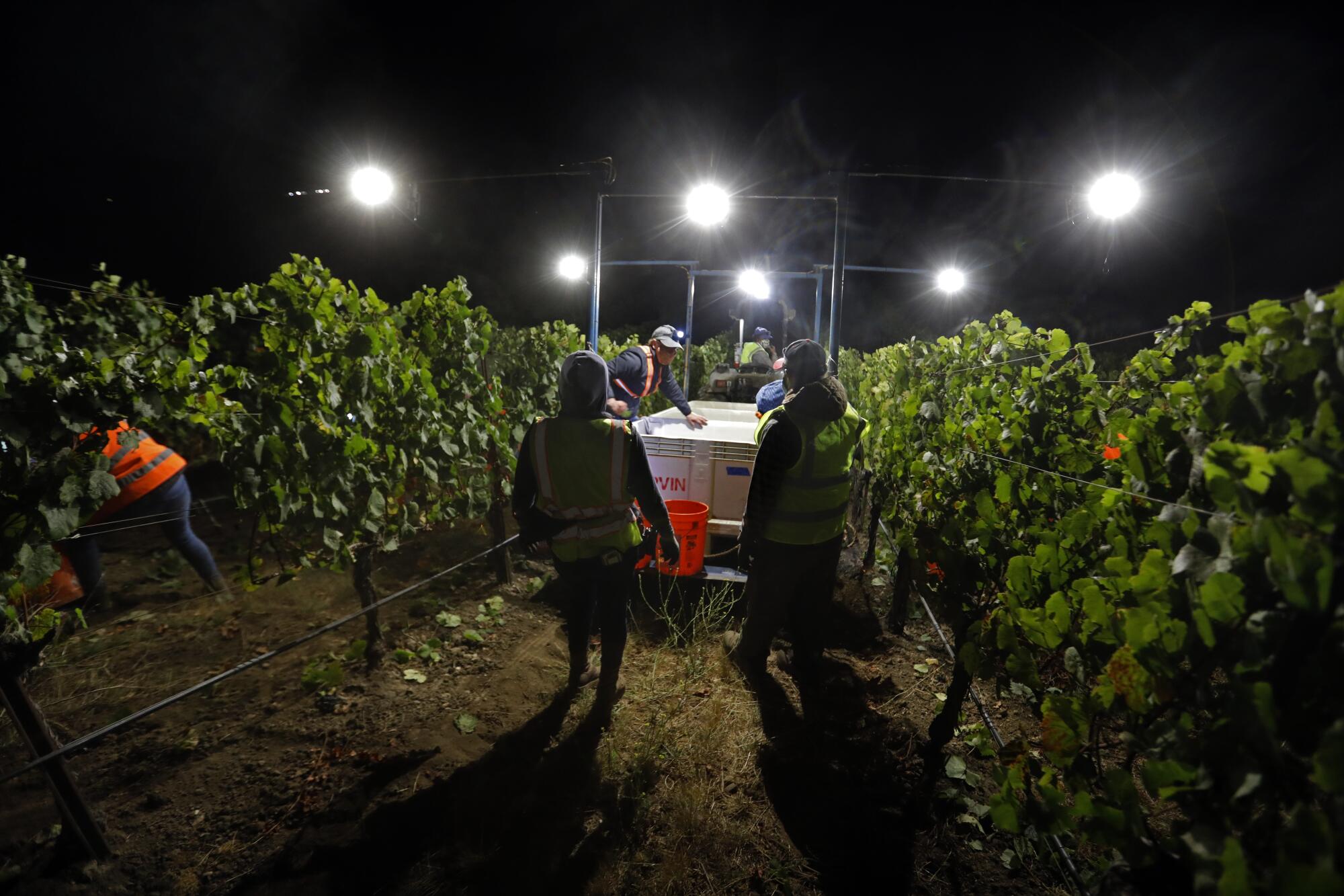 Kathy Joseph harvests Chardonnay and Pinot Noir grapes along with the crew at night.