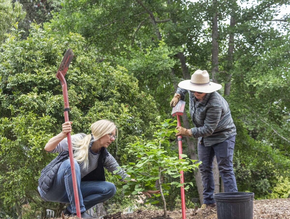 San Diego Botanic Garden staff planting the Gingko tree.