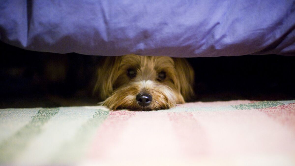 Earthquake preparedness tips — for your pets: How to keep them safe - Los  Angeles Times