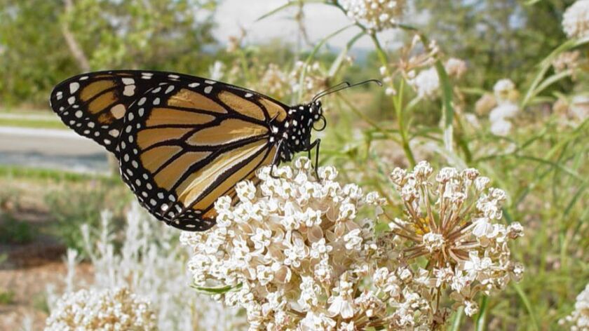 A Monarch butterfly