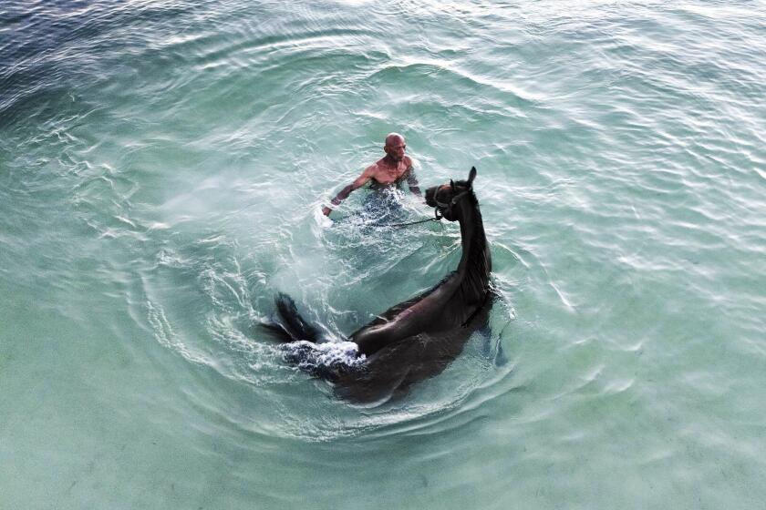 Denis Hooker trains his race horse named Pereque in the sea on the shore of San Andres Island in Colombia, Friday, Nov. 11, 2022. The 69-year-old uses traditional training methods and is considered an icon in thoroughbred horse training on the island where his horses have won numerous races. (AP Photo/Ivan Valencia)