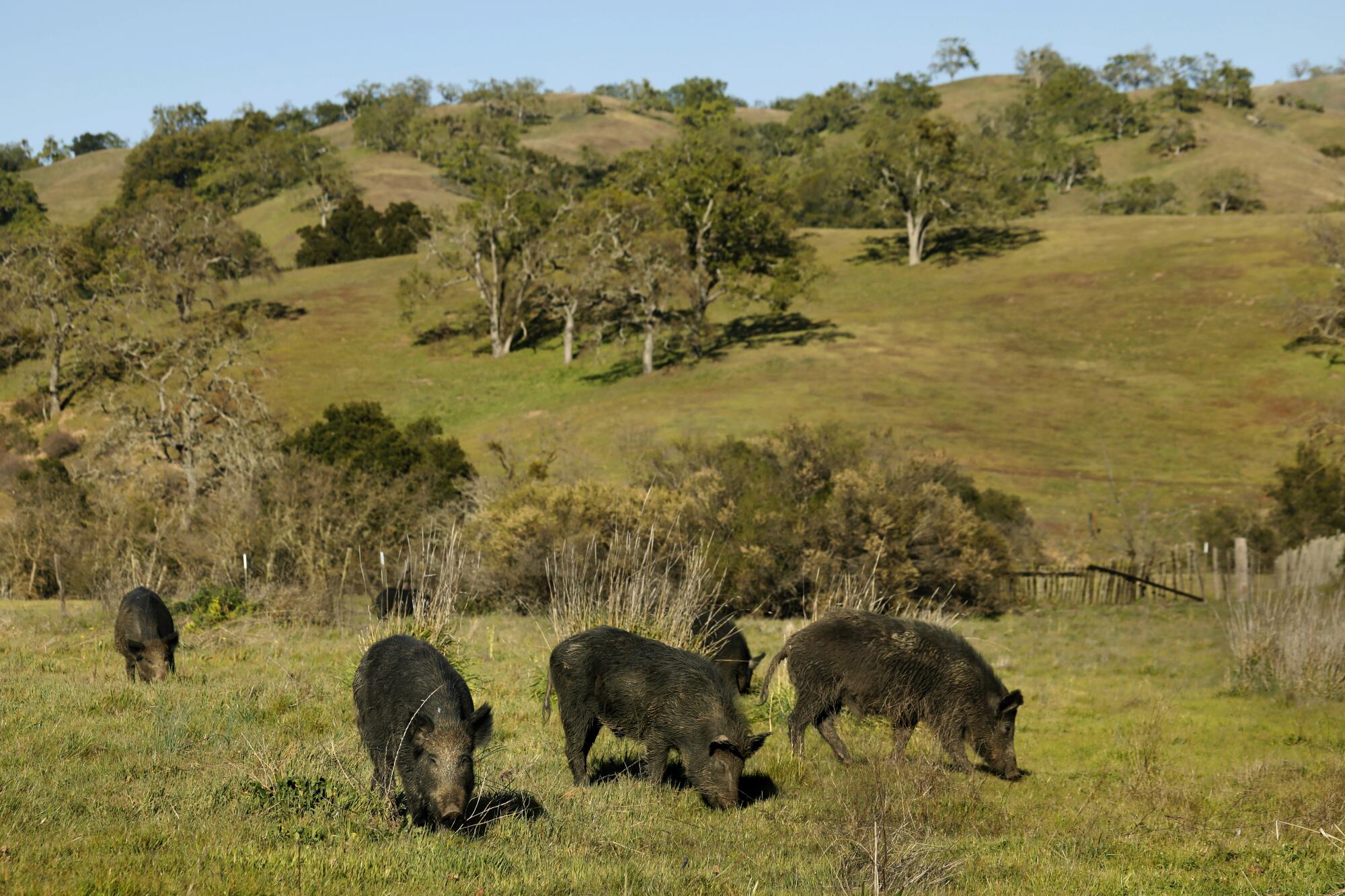 Wild pigs rummage through grass in a field