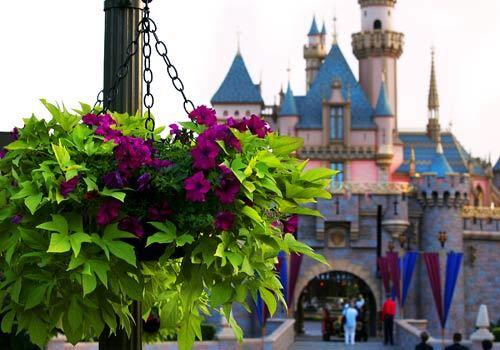 A basket of petunias and ipomoea hangs outside of Sleeping Beauty Castle in Disneyland.