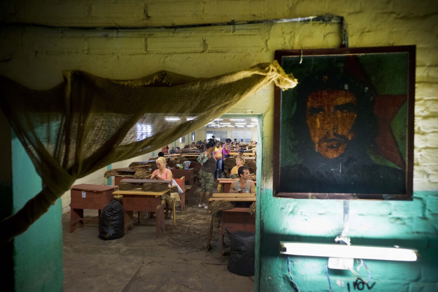 En esta imagen, un retrato del héroe revolucionario Ernesto "Che" Guevara decora una pared dentro de una tabaquera estatal, donde los trabajadores seleccionan las hojas de tabaco, en la provincia cubana de Pinar del Rio. Las labores vinculadas a la elaboración de los cigarros cubanos reciben visitas de grupos de turistas organizadas por las agencias estatales de turismo. (Foto AP/Ramon Espinosa)