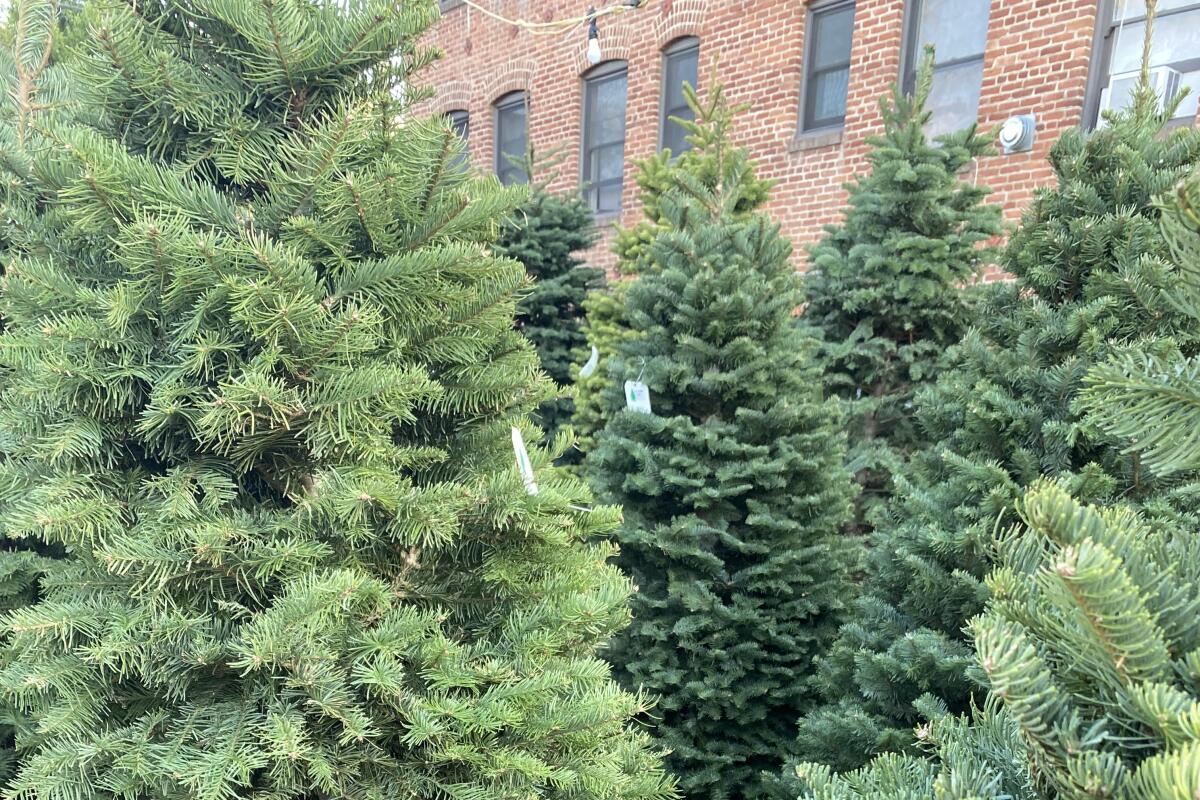 A cluster of several pine trees with tags standing in front of a brick wall