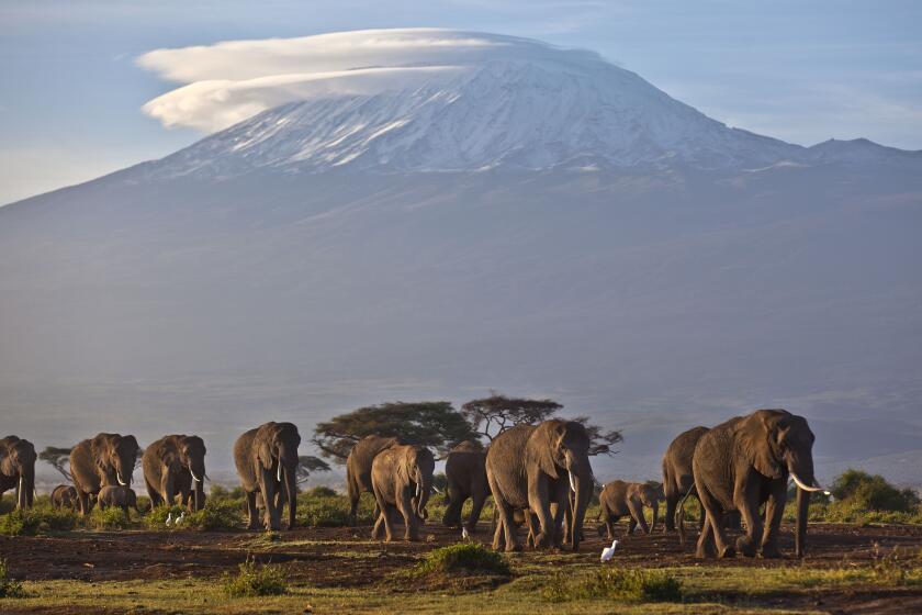 FILE - In this Monday, Dec. 17, 2012 file photo, a herd of adult and baby elephants walks in the dawn light as the highest mountain in Africa, Mount Kilimanjaro in Tanzania, sits topped with snow in the background, seen from Amboseli National Park in southern Kenya. Africa's rare glaciers will disappear in the next two decades because of climate change, a new report warned Tuesday, Oct. 19, 2021 amid sweeping forecasts of pain for the continent that contributes least to global warming but will suffer from it most. (AP Photo/Ben Curtis, File)