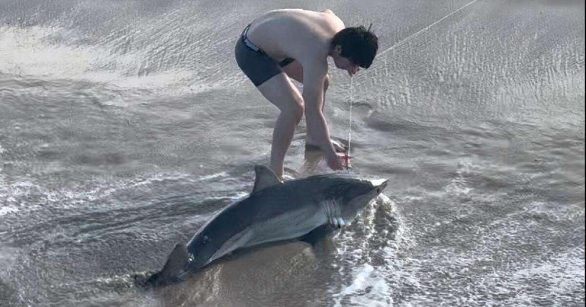 Regarder : Un homme libère un requin blanc et l’attrape en ligne dans le port de SoCal