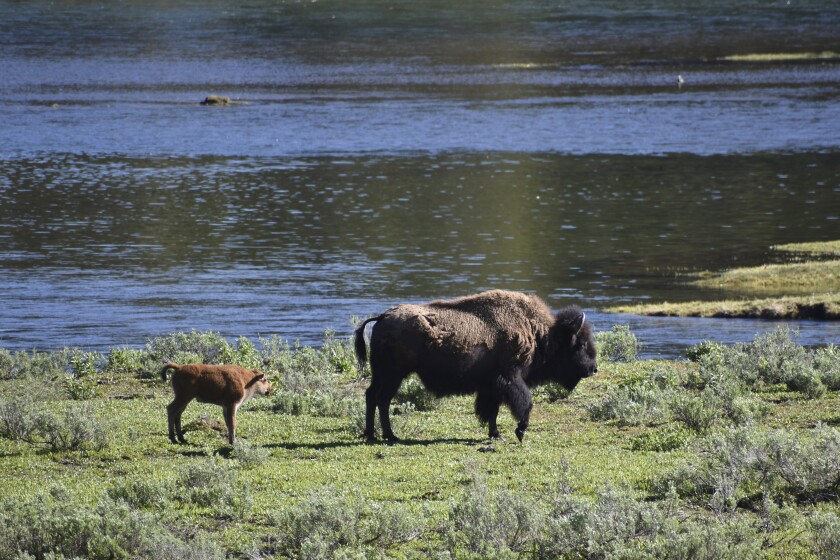 A female bison and calf are seen near the Yellowstone River in Wyoming's Hayden Valley, on Wednesday, June 22, 2022, in Yellowstone National Park. For the second time in three days, a park visitor has been gored by a bison, park officials said Thursday, June 30. (AP Photo/Matthew Brown)