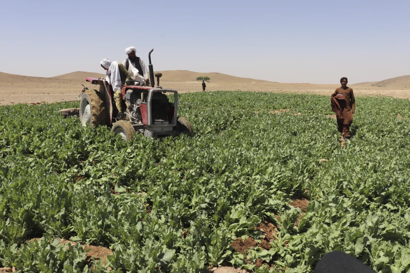 Taliban launch campaign to eradicate poppy cultivation