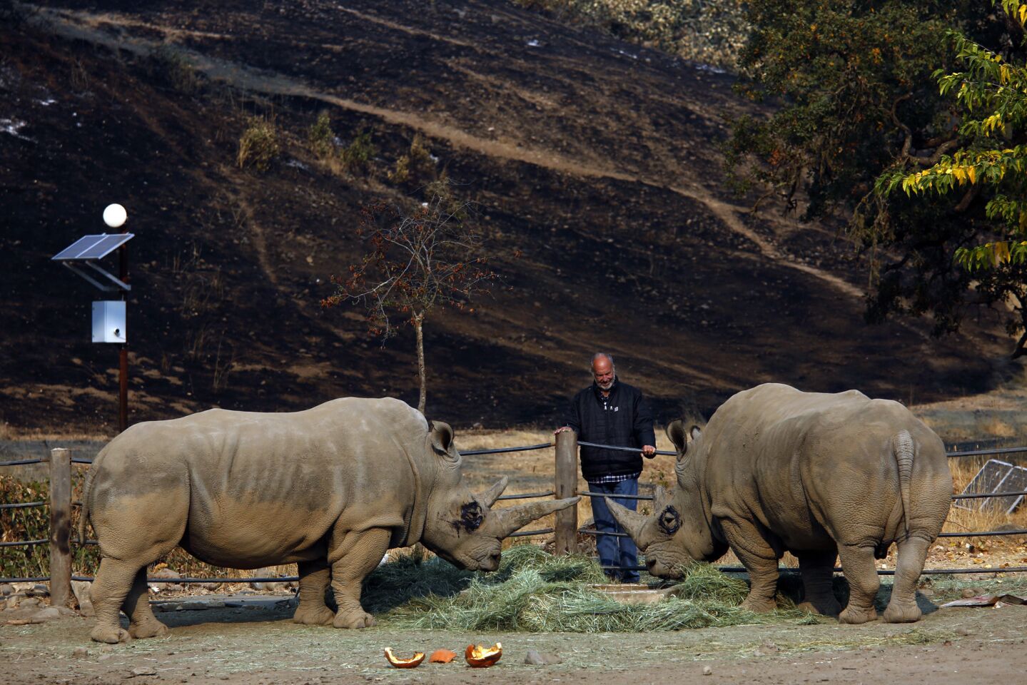 Peter Lang, 77, owner of the Safari West preserve, stands between a pair of white rhinos against a backdrop of charred hillside in Santa Rosa.