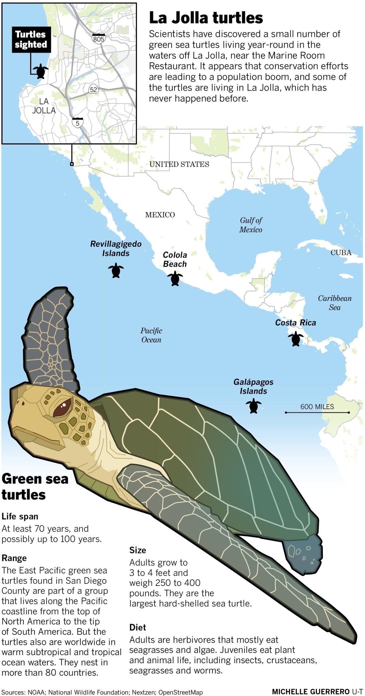 La Jolla turtles