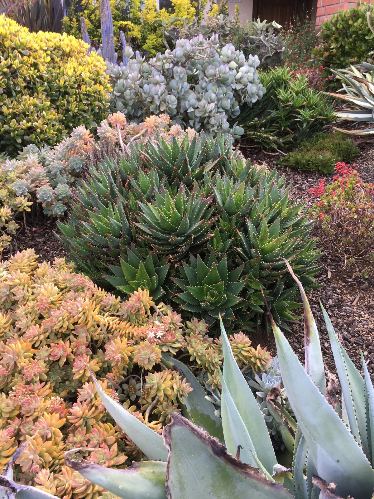 The Brants used many shapes and varieties of succulents, with pops of color throughout.