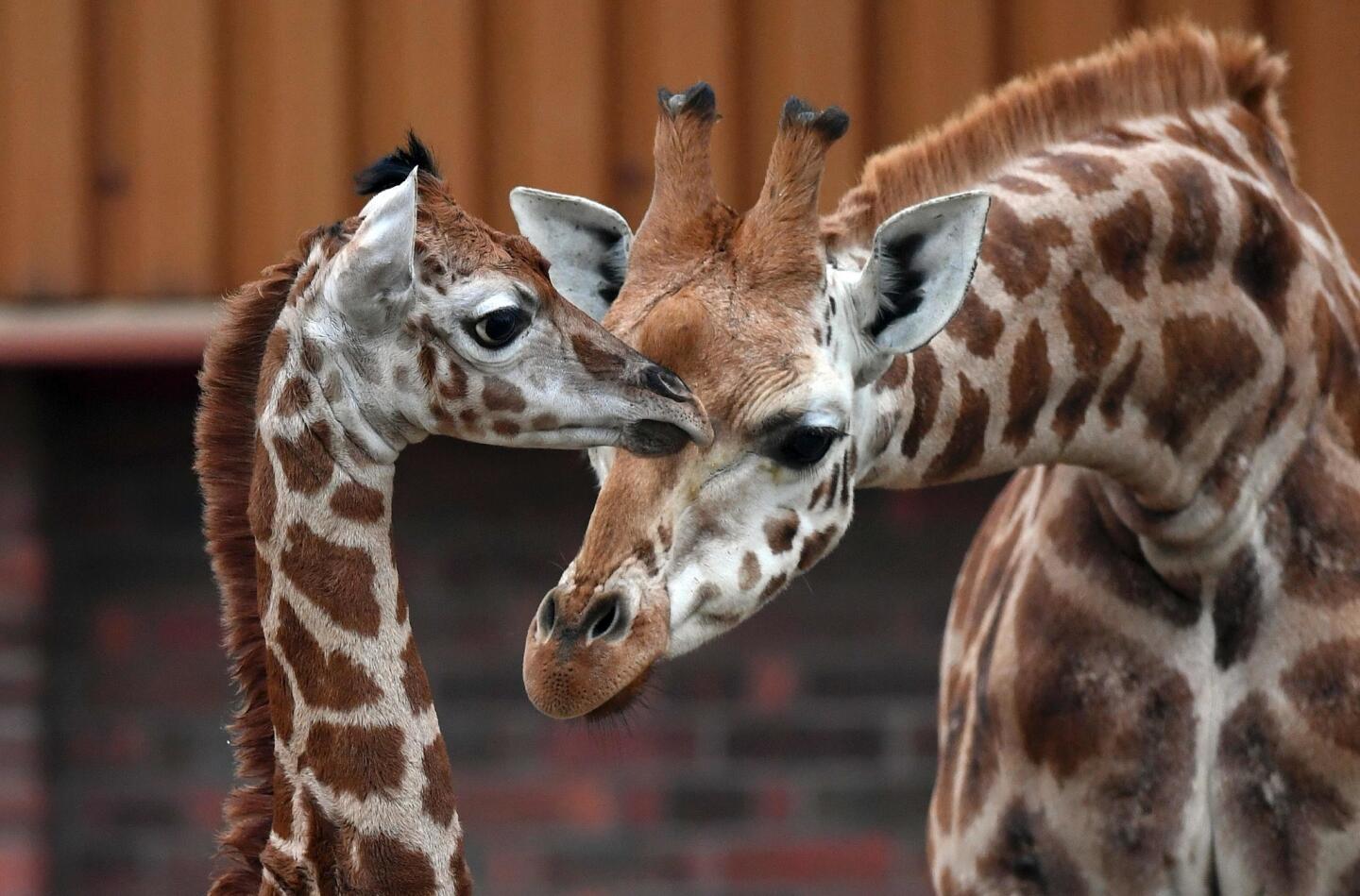 Murchison, a baby Rothschild's giraffe, receives attention from another giraffe as he ventures out of the Giraffe House at Chester Zoo in Chester, England, on Jan. 19, 2017, for the first time. The zoo celebrated the birth of the rare Rothschild's giraffe calf, whose numbers have dwindled to fewer than 1,600 in its native Kenya and Uganda.