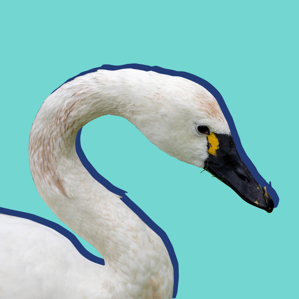 A photo illustration of a swan's neck and head