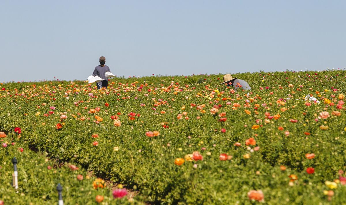 Crews work in the ranunculus fields at The Flower Fields in Carlsbad on Wednesday.  
