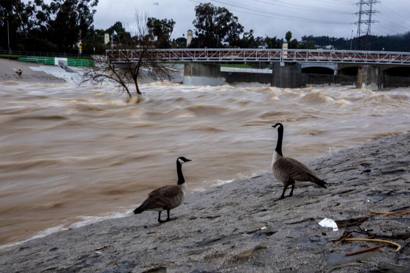 Los Angeles, CA - February 05: Two Canada gooses are seen as the Los Angeles River carries stormwater flow during a rainstorm near Atwater Village on Monday, Feb. 5, 2024 in Los Angeles, CA. (Ringo Chiu / For The Times)