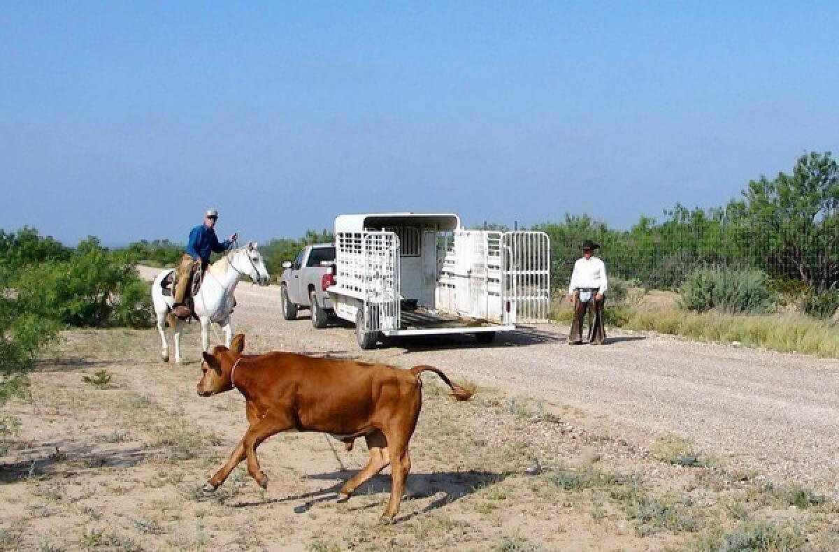 Bill Coble, a longtime "tick rider," ropes a stray Red Angus calf in Texas. At right is tick rider Frankie Sullivan.