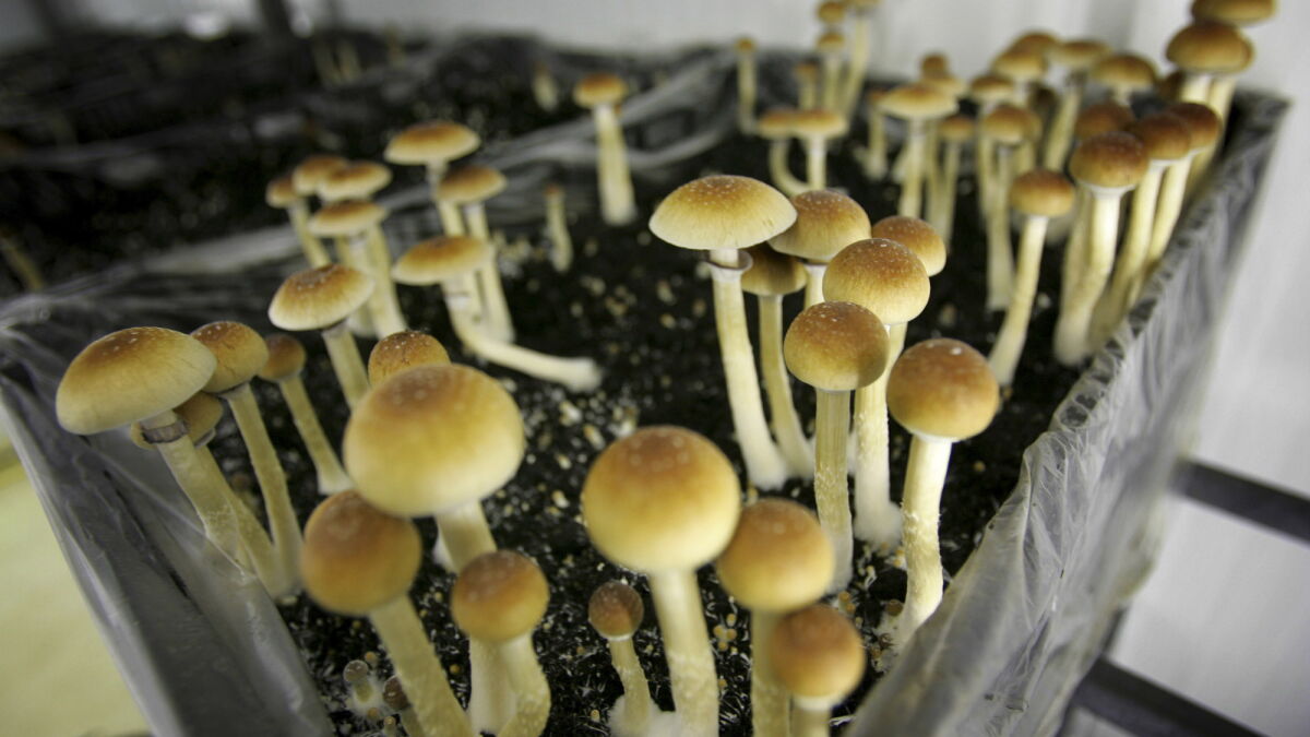 Denver therapists use magic mushrooms to help patients - Los Angeles Times
