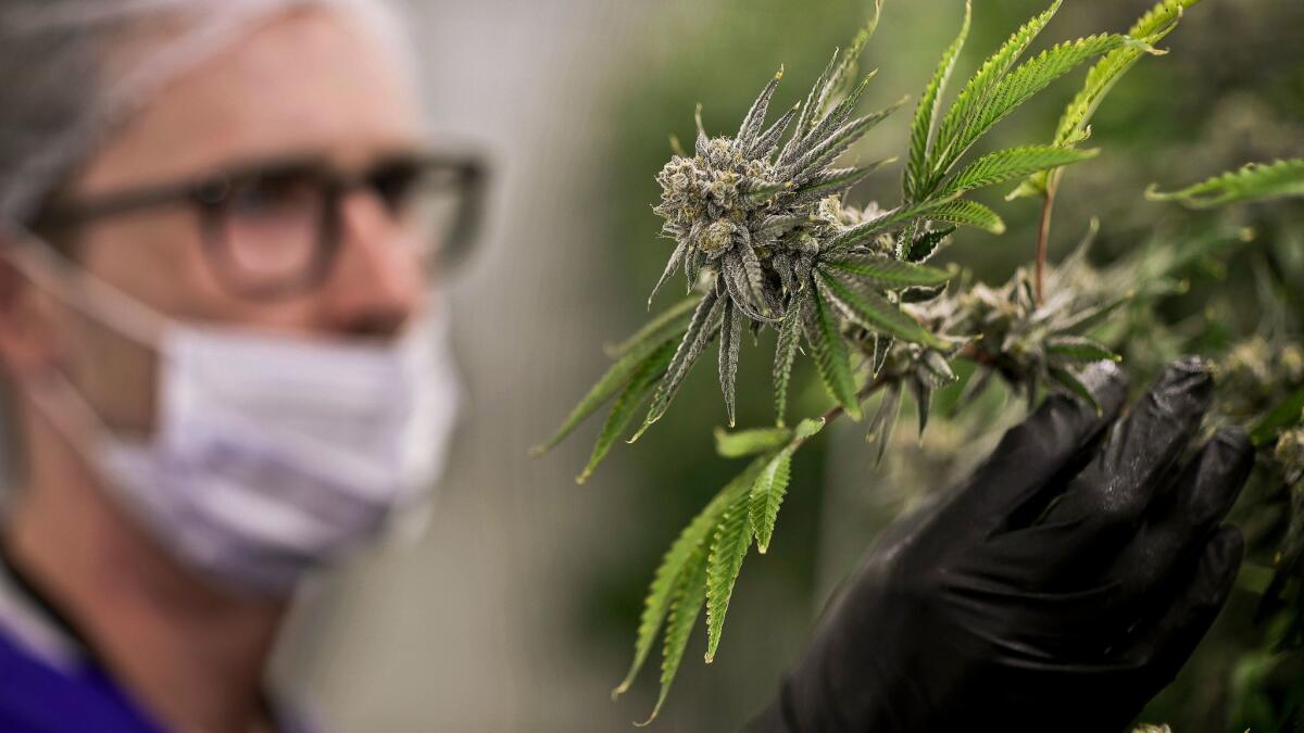 A worker examines a marijuana plant at the Desert Grown Farms cultivation facility in Las Vegas in June 2017.