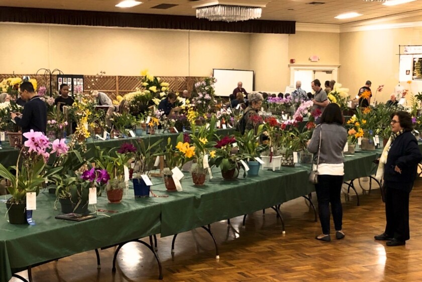 Budding orchid growers chat with collectors while looking at plants arranged on tables to judge them.