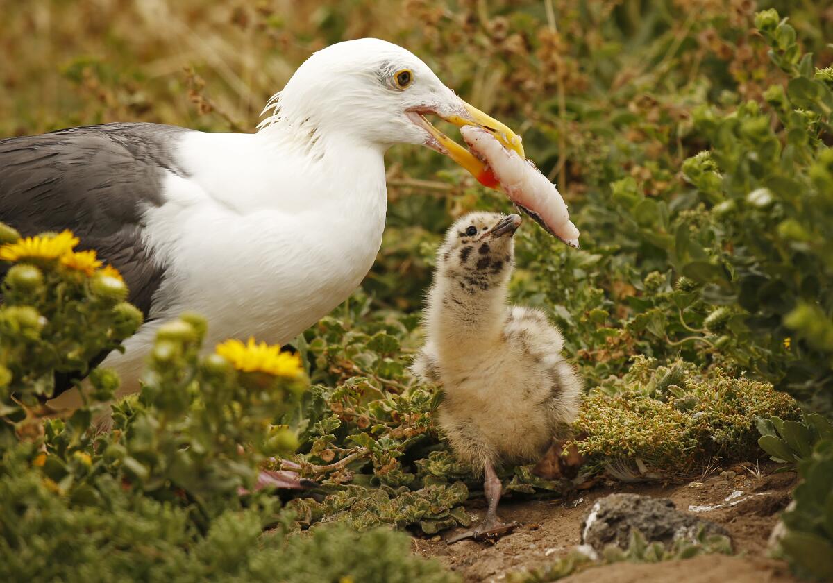 Gulls on Anacapa Island 