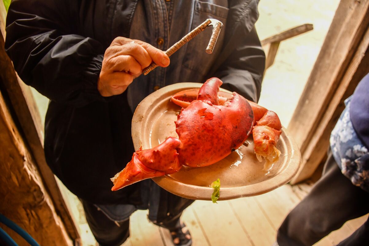 This lobster claw at Monhegan’s Fish House was so tough that it busted a nutcracker.