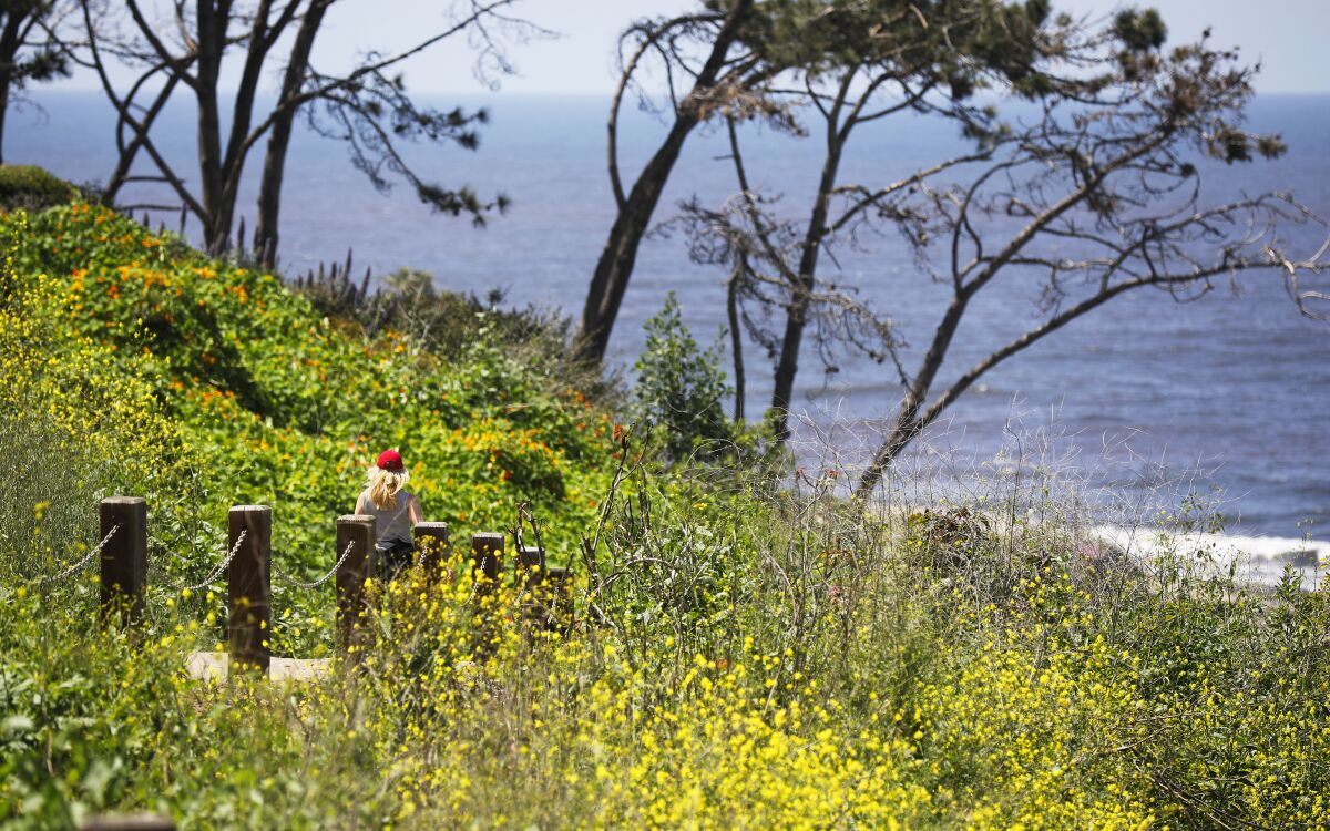 Coast Walk Trail is continuing to undergo maintenance projects.
