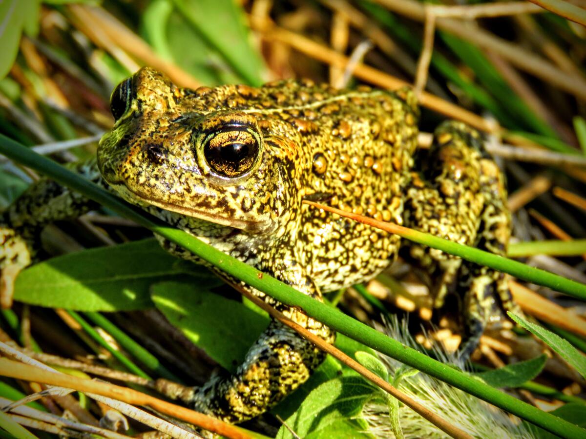 The Dixie Valley toad