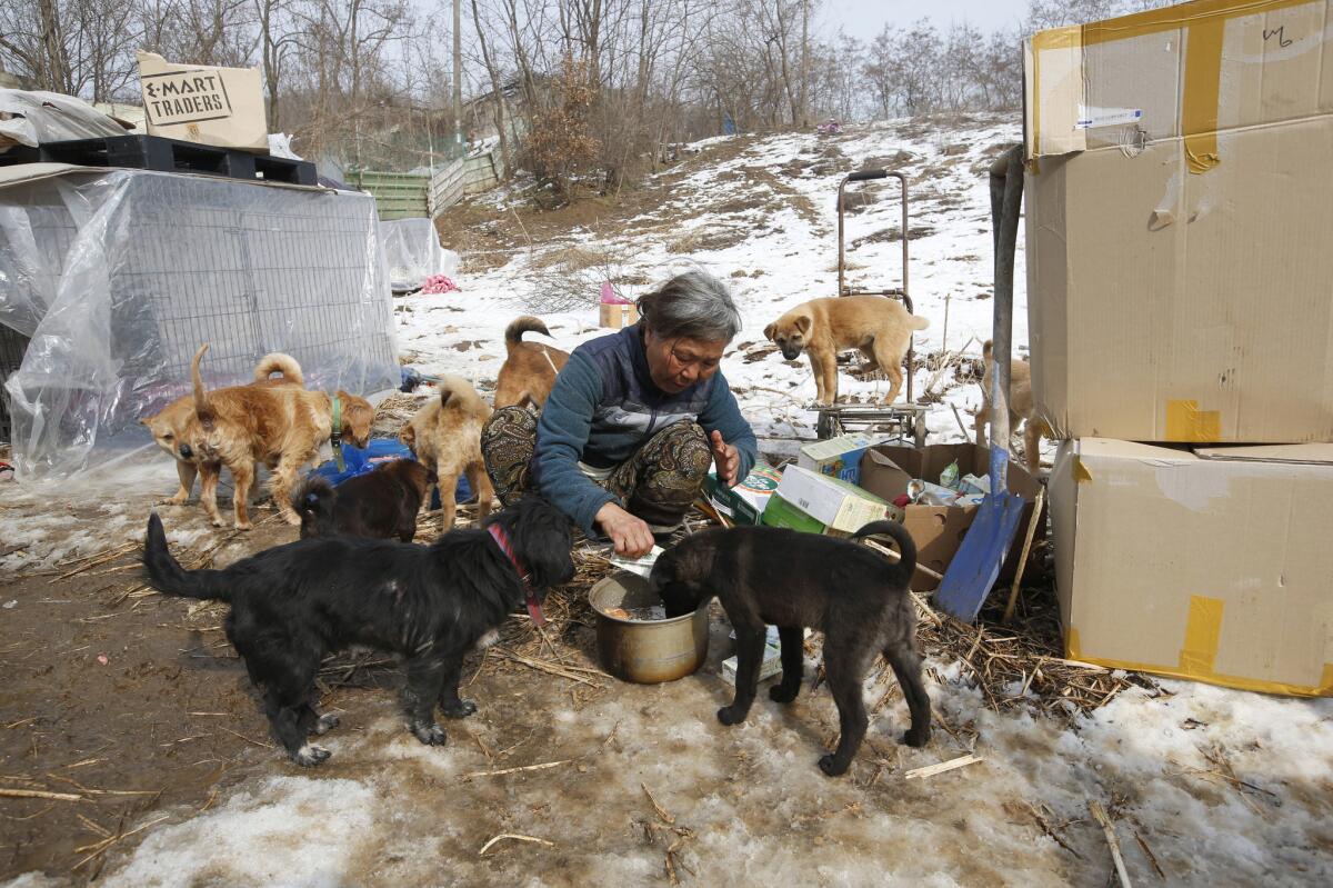 En esta foto, Jung Myoung Sook, de 61 años, quien ha rescatado y albergado perros durante 26 años, alimenta con leche de soya a sus perros en un albergue en Asan, Corea del Sur. En el país, donde los perros son considerados un manjar tradicional y apenas recientemente se han convertido populares como mascostas, el amor de Jung por sus amigos caninos es visto como algo extraño, aunque otros la ven como una campeona de la defensa de los derechos animales. (Foto AP/Lee Jin-man)