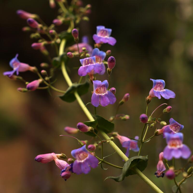 A stem of Penstemon has purple flowers.