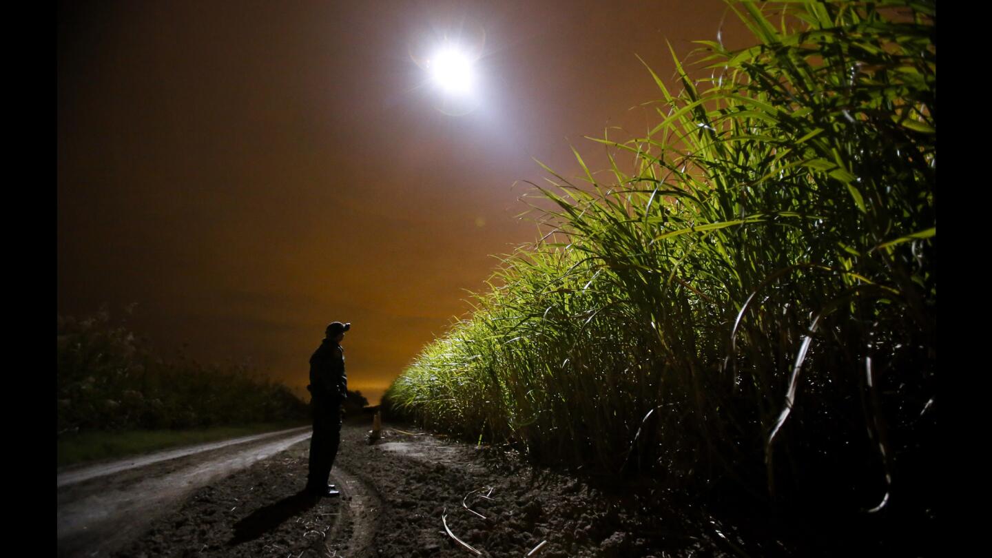 The Border Patrol searches a sugar cane field outside McAllen, Texas, for people crossing into the U.S. illegally from Mexico. The Supreme Court has said the executive branch can decide whom to deport.
