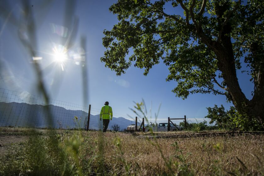 MANZANAR, CA - MAY 13: Manzanar National Historic Site arborist Dave Goto walks among pear trees in an orchard on the former 814-acre Japanese internment camp on Wednesday, May 13, 2020 in Manzanar, CA. (Brian van der Brug / Los Angeles Times)
