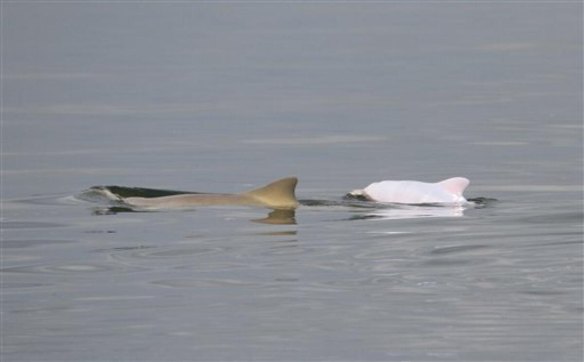 In this photo taken Nov. 7, 2011 and released by Projeto Toninhas/Univille, an albino dolphin, right, and an adult dolphin swim at the Baia da Babitonga, in Santa Catarina state, Brazil. Biologists studying an endangered dolphin species that lives only on the southern coast of South America say they've found the first recorded instance of an albino baby among them. (AP Photo/Projeto Toninhas/Univille)