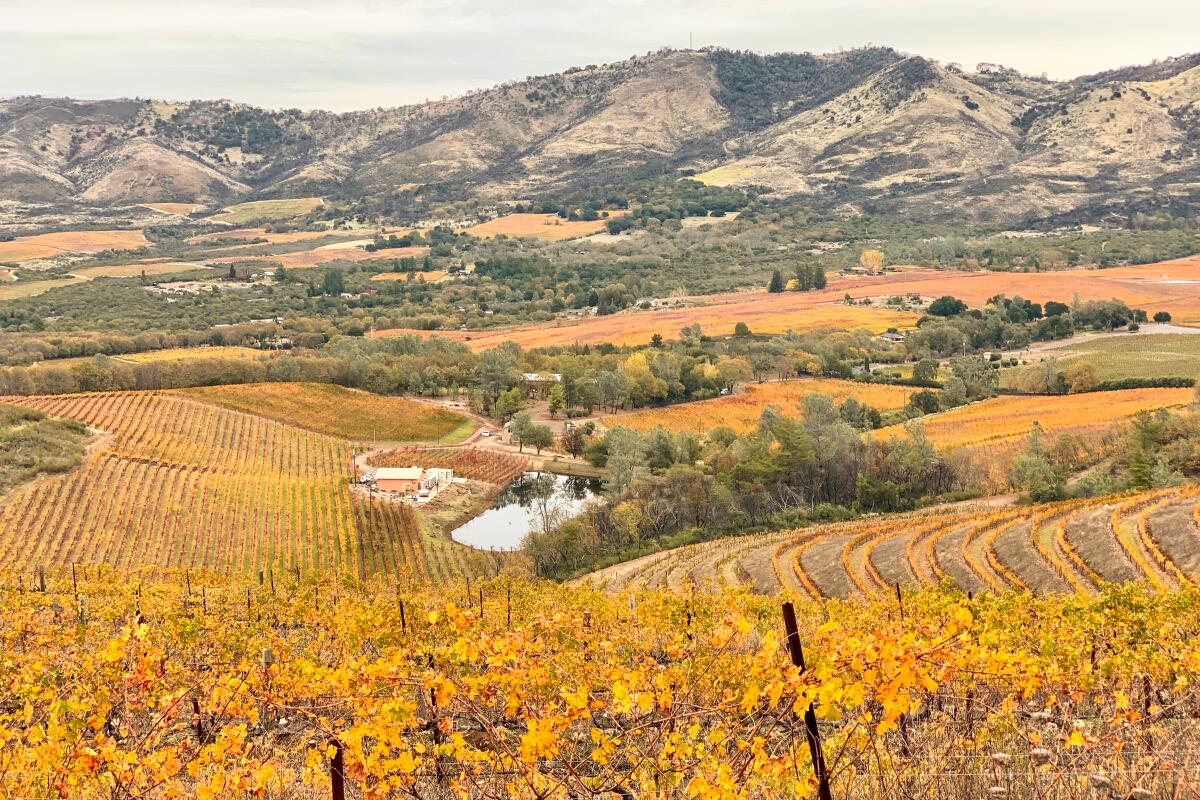 A Napa winery field in the fall