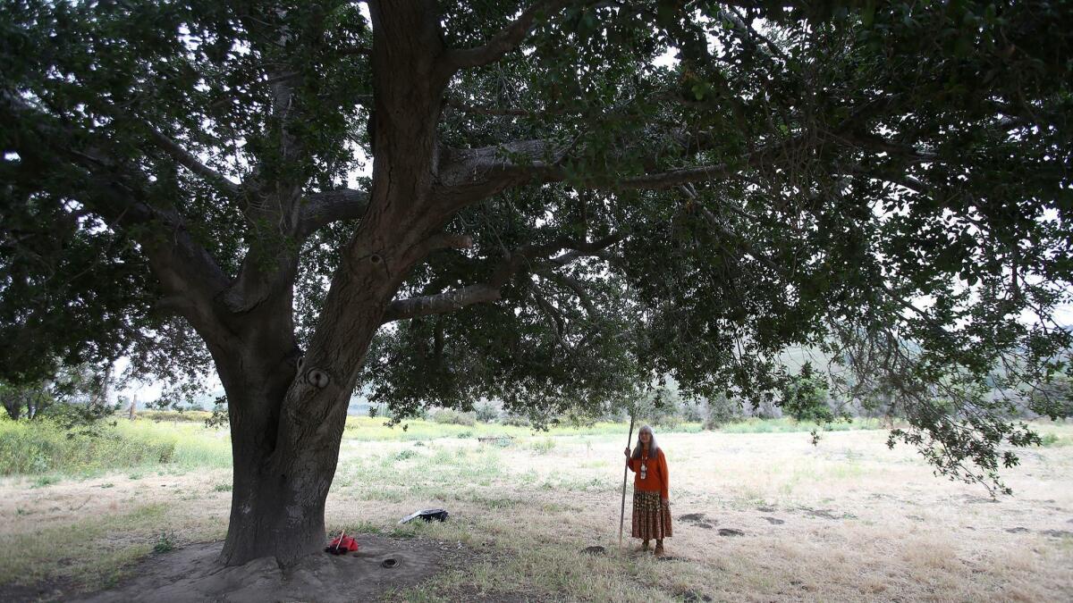 Juaneño spiritual leader Adelia Sandoval stands under the canopy of the Mother Tree in San Juan Capistrano.