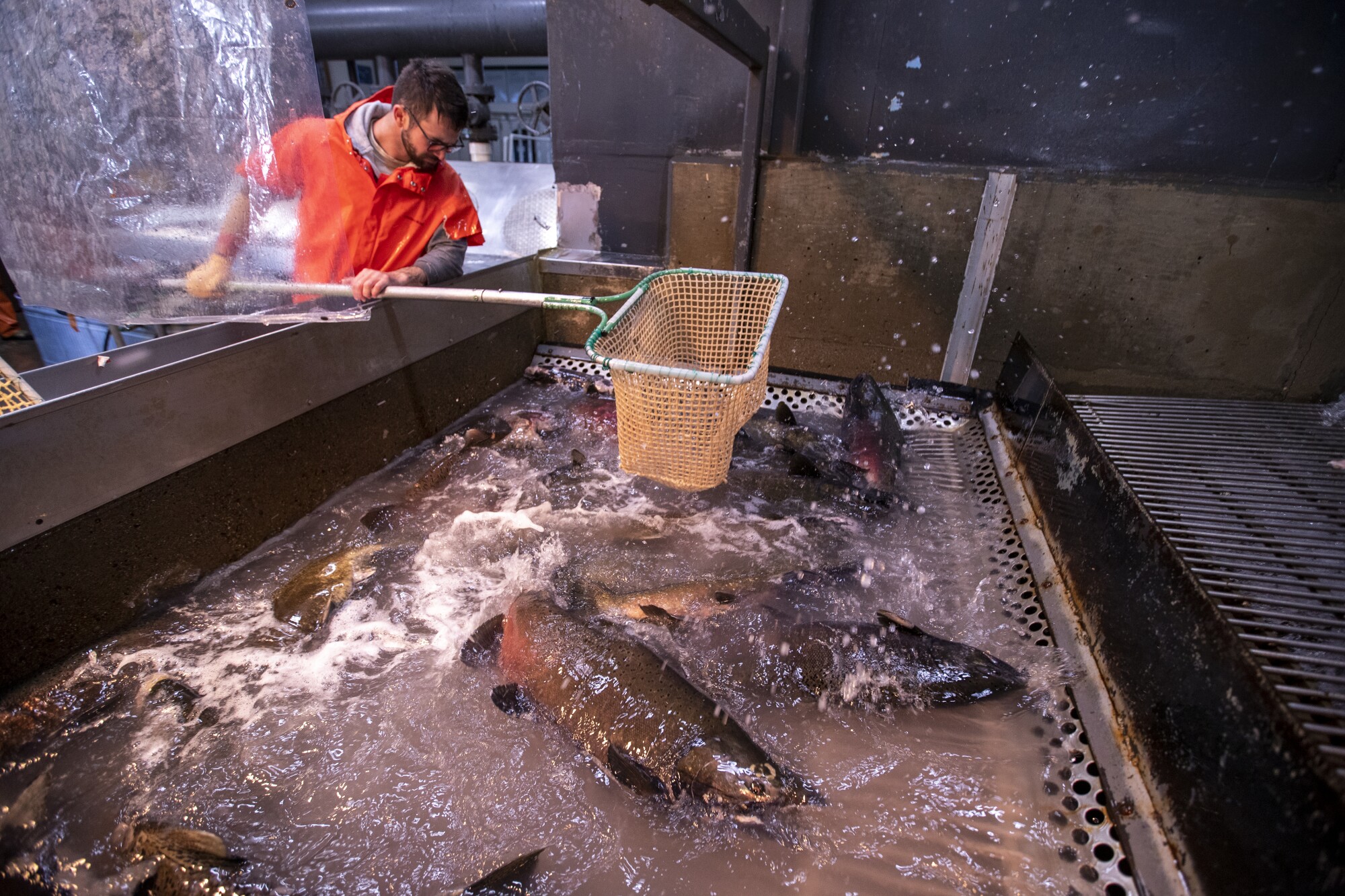 Workers scoop up fall-run Chinook salmon for spawning 