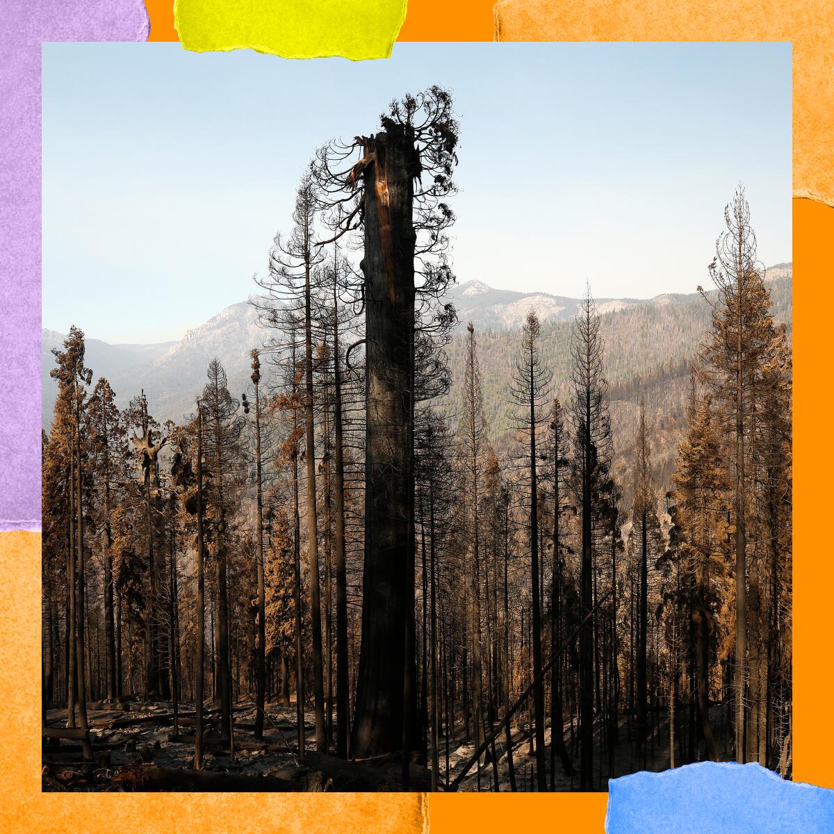 A grove of sequoia trees damaged by fire