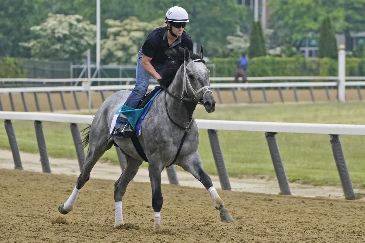 Essential Quality trains ahead of the Belmont Stakes