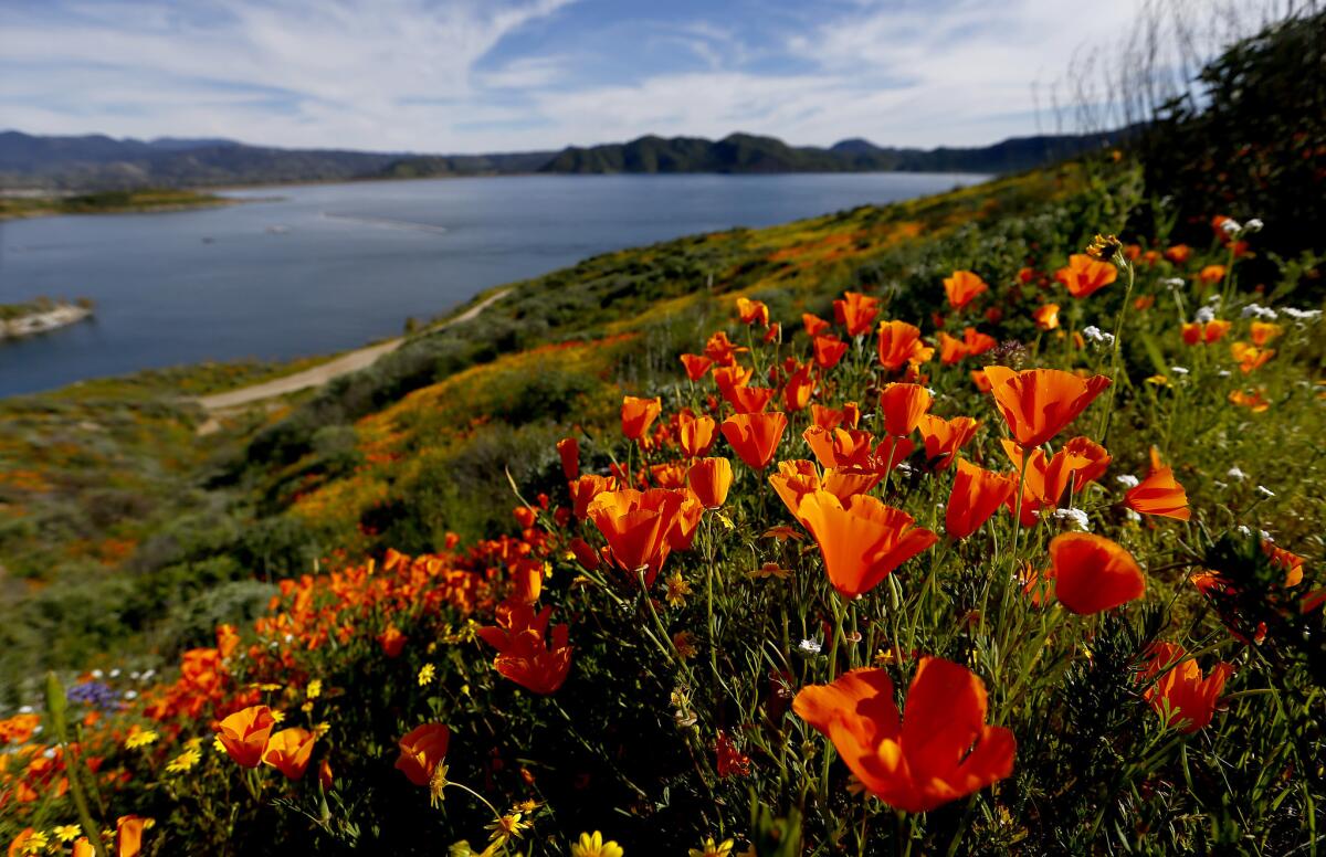 California poppies bloom on the banks of Diamond Valley Lake in Hemet.